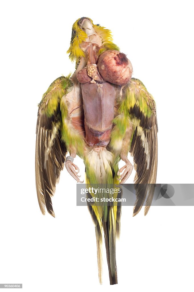Dead Gras Sittich mit Krebs