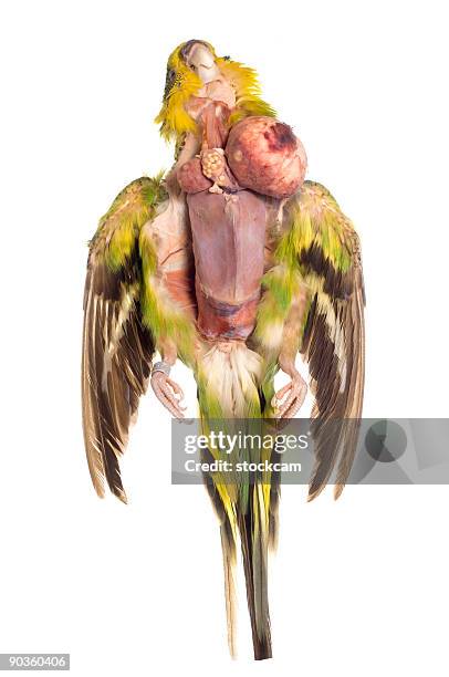 dead relva periquito com cancro - parakeet imagens e fotografias de stock