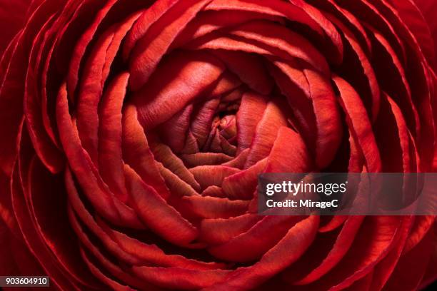 red buttercup flower macro shot - sensorischer impuls stock-fotos und bilder
