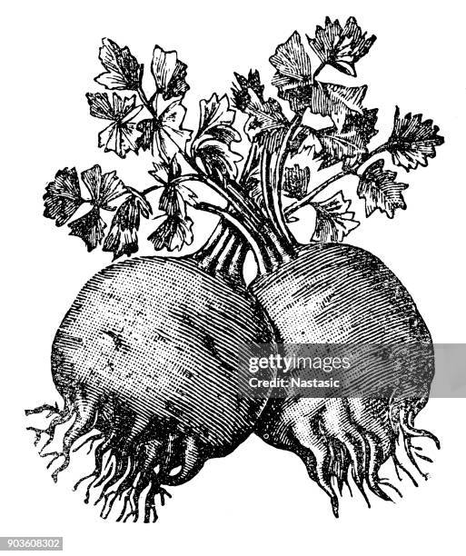 celery root (apium graveolens) - celery root stock illustrations