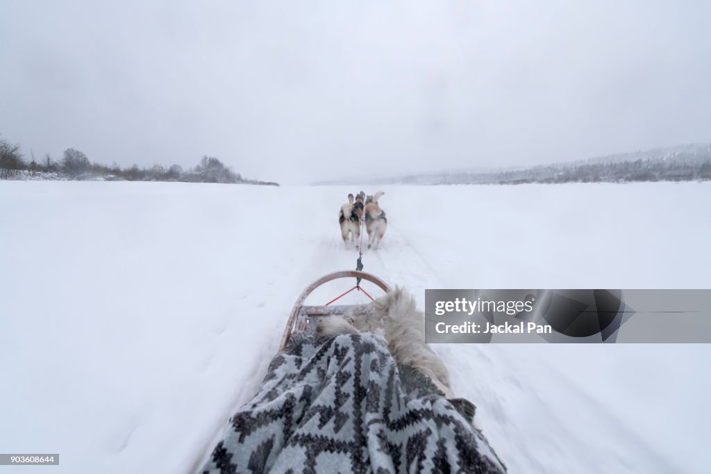 Group of husky sled dogs running in snow