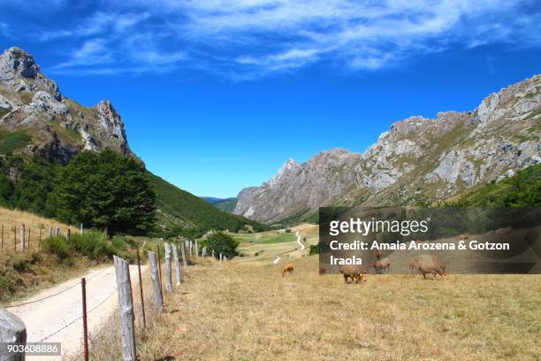 view of the glacial valley on the route to lago del valle. somiedo natural park, asturias, spain. - feldweg grüne wiese kühe stock-fotos und bilder