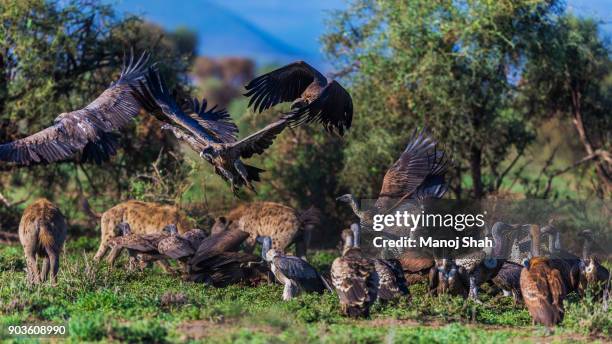 vultures and hyenas feeding - hyena bildbanksfoton och bilder