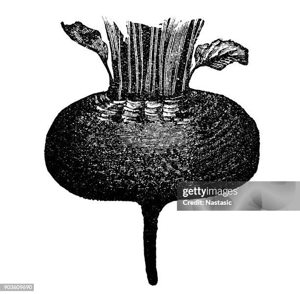 beta vulgaris (beet root) - beetroot cut out stock illustrations