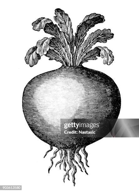 kohlrabi (german turnip or turnip cabbage) - turnip stock illustrations