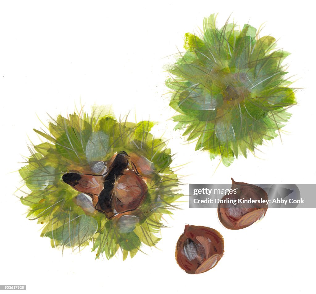 Sweet Chestnuts