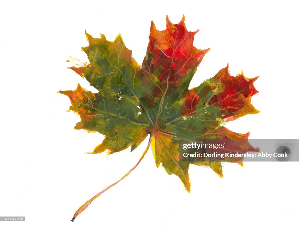 Autumn leaf