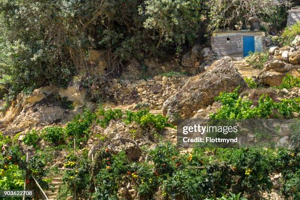 terraced farming in mgarr with all sorts of fruits waiting to harvested - island of gozo mgarr stock pictures, royalty-free photos & images