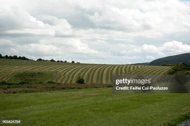 307 Moray Pattern Stock Photos, High-Res Pictures, and Images - Getty ...