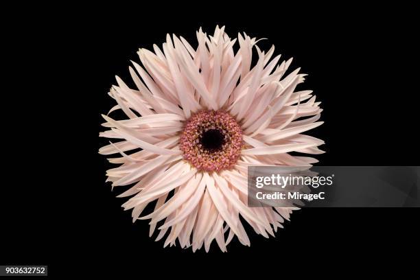 barberton flower on black background - sensorischer impuls stock-fotos und bilder