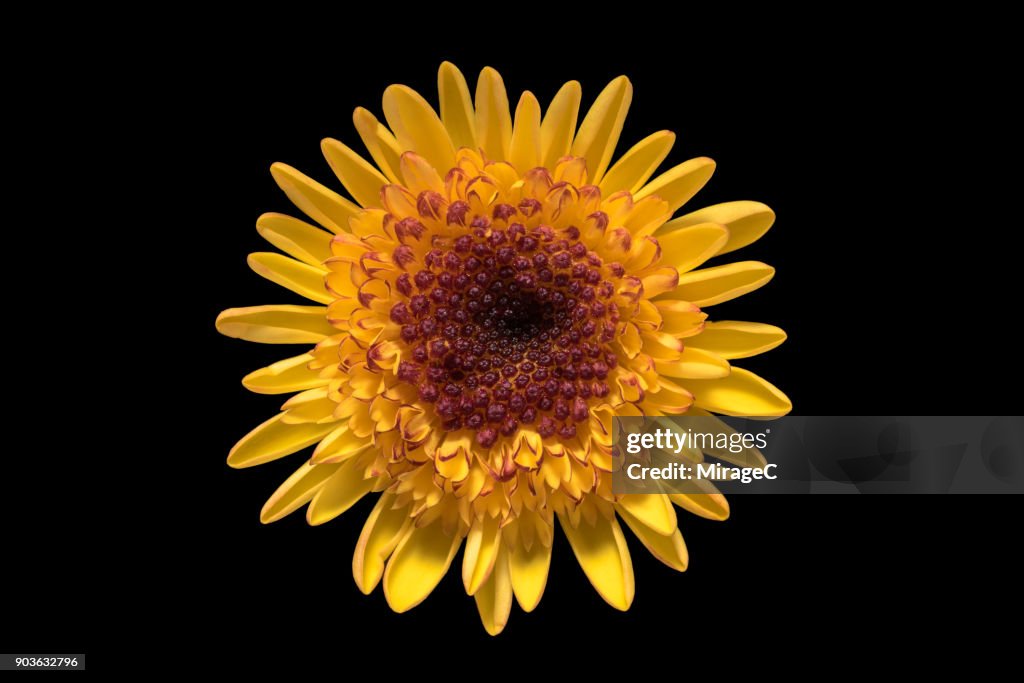 Daisy Flower on Black Background