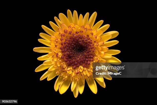 daisy flower on black background - sensory impulse stock pictures, royalty-free photos & images