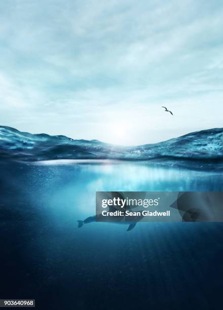 dolphin underwater - water surface stock-fotos und bilder