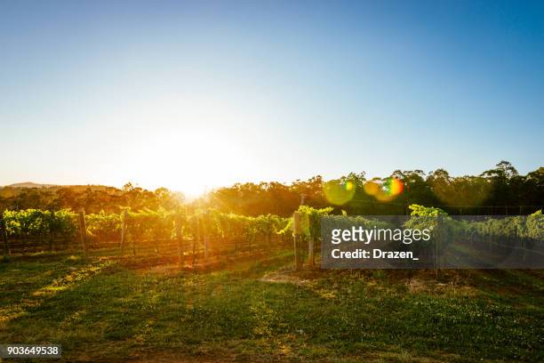 natur und weinbergen im sommer - australian vinyards stock-fotos und bilder