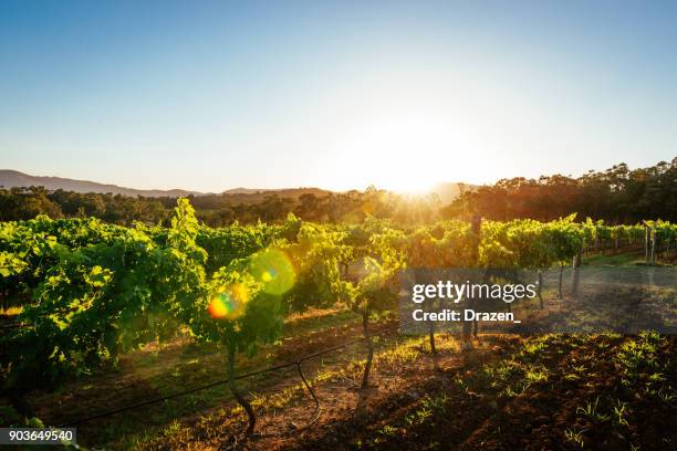 vineyards and wine-making of quality wines - sunset vineyard stock pictures, royalty-free photos & images