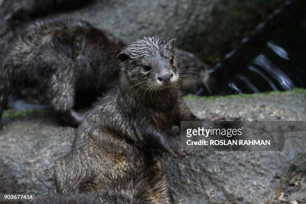 Juvenile Asian small-clawed otter looks on inside its enclosure at the Singapore Zoological Garden on January 11, 2018. The Wildlife Reserves...