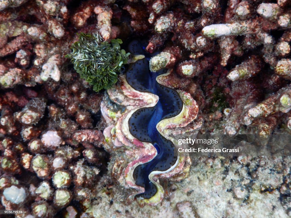 Blue Tridachna maxima (Small Giant Clam)