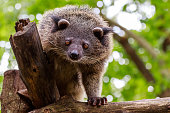 Binturong or philipino bearcat looking curiously from the tree, Palawan, Philippines