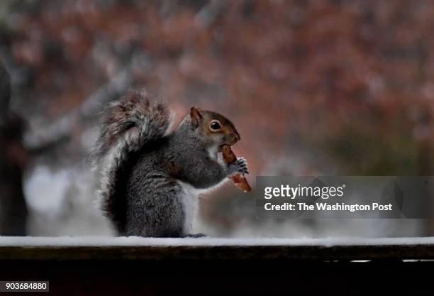 Squirrel enjoys a piece of frozen pizza crust while straddling a fence just past sunrise on Saturday 12/30/17. -Snowfall that ranged from a dusting...