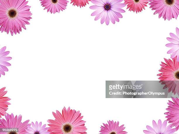 cornice di fiori rosa e viola con copyspace xxl - gerbera daisy foto e immagini stock