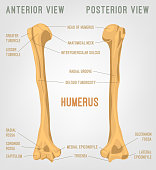 Human Humerus Bone