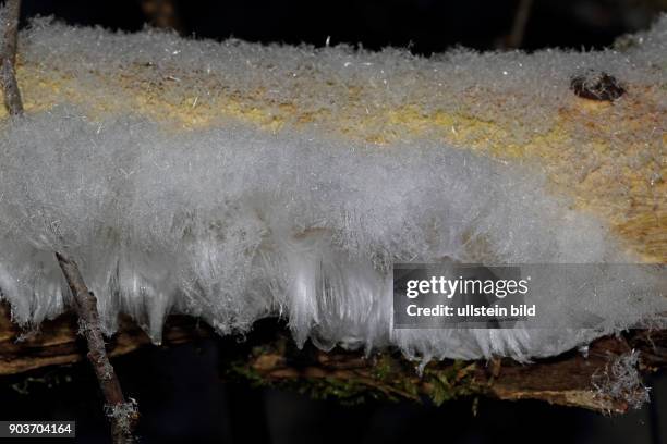Haareis weisses Eisgebilde auf Zweig aus Pilz austretend schneebedeckt