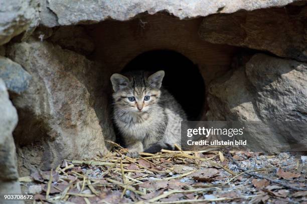 Wildkatze Jungtier mit blauen Augen aus Nisthoehle kommend