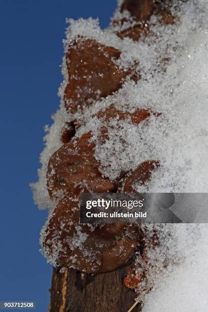 Judasohr mehrere ohrfoermige braune Fruchtkoerper schneebedeckt nebeneinander an Baumstamm vor blauem Himmel