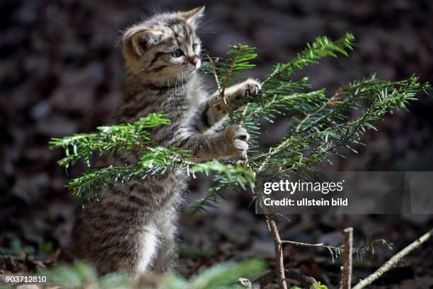 Wildkatze Jungtier an jungem Tannenbaum stehend festhaltend rechts sehend