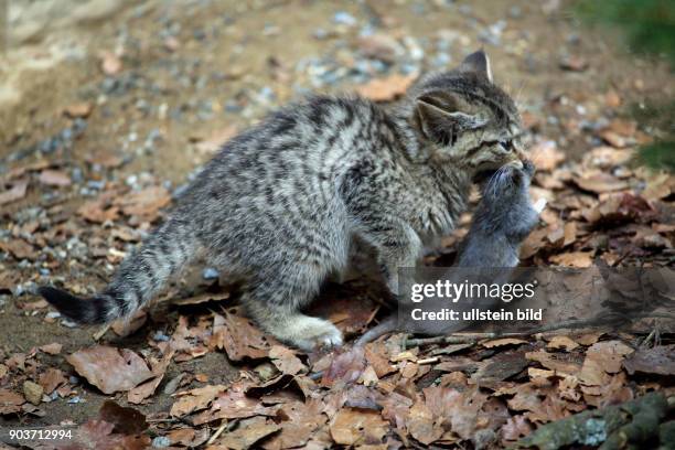 Wildkatze Jungtier mit Ratte als Beute im Maul stehend rechts sehend