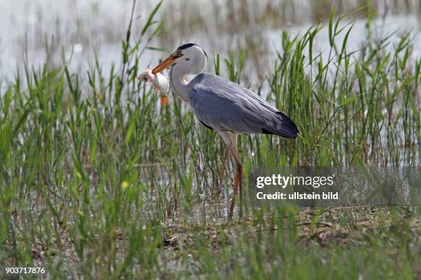 Graureiher in Schilf in Wasser stehend links sehend mit Fisch im Schnabel