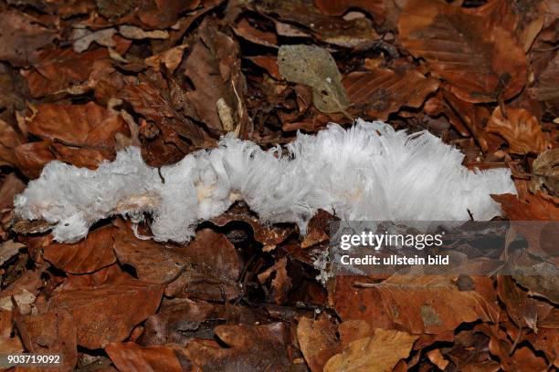 Haareis weisses Eisgebilde auf Zweig auf Boden mit braunem Herbstlaub aus Pilz austretend