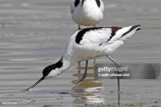 Saebelschnaebler Altvogel in Wasser stehend links sehend mit Eierschale in Schnabel