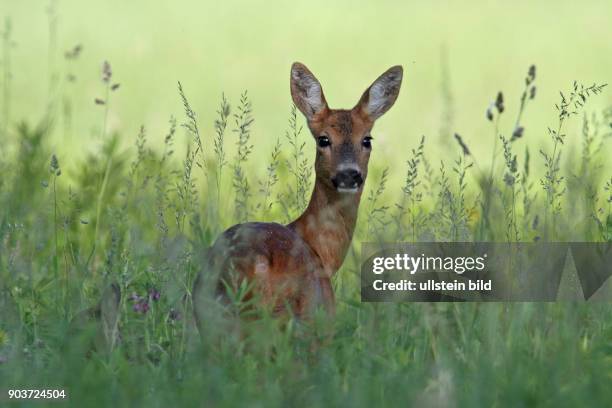 Reh Weibchen mit Jungtier in Gras stehend hersehend