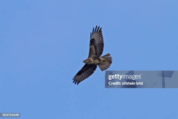 Maeusebussard vor blauem Himmel fliegend mit geoeffneten Fluegeln links sehend