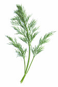 Single green sprig of dill plant