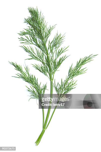 single green sprig of dill plant - herb stock pictures, royalty-free photos & images