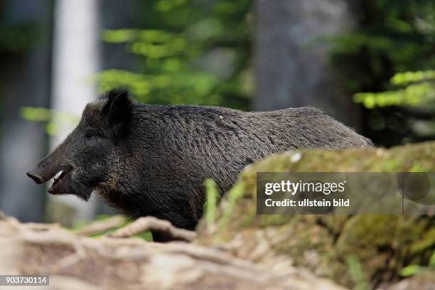 Wildschwein Alttier in Wald vor Felsstein stehend links sehend