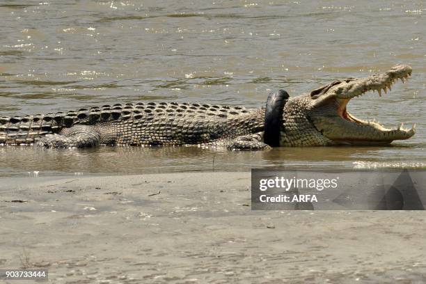 This picture taken on November 4, 2016 shows a saltwater crocodile with a tyre around its neck in the Palu river in Palu, Central Sulawesi. -...