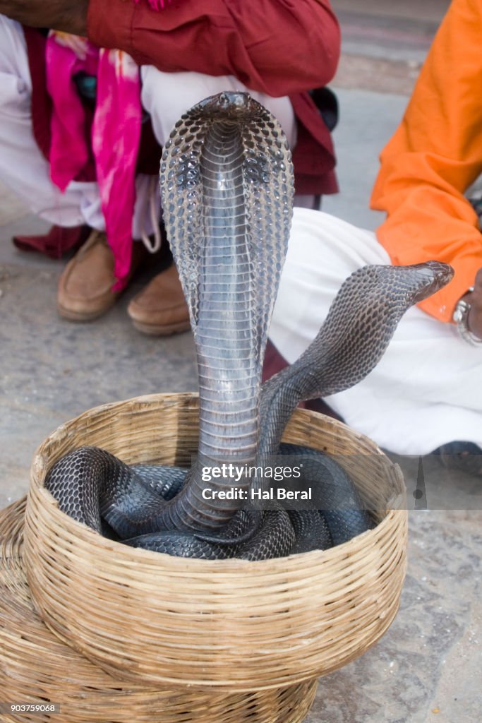 Cobras in a basket with snake charmer
