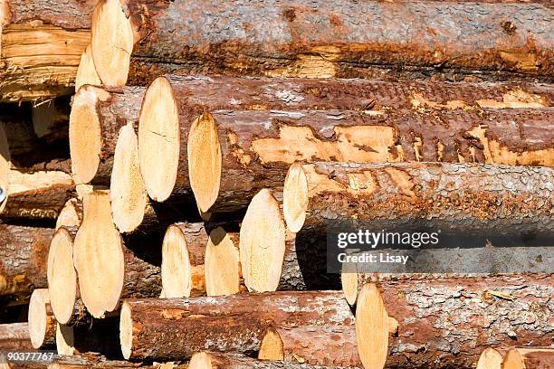 Log End 309 Log Ends Stock Photos, High-Res Pictures, and Images - Getty Images