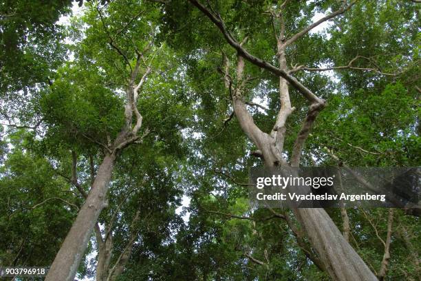 canopy of primary tropical moist evergreen forest of andaman and nicobar islands - tree canopy pattern fotografías e imágenes de stock