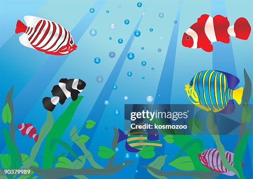 Fish Fish