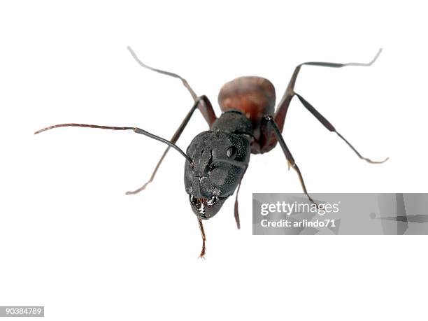 big ant 08 - leaf cutter ant queen stock pictures, royalty-free photos & images
