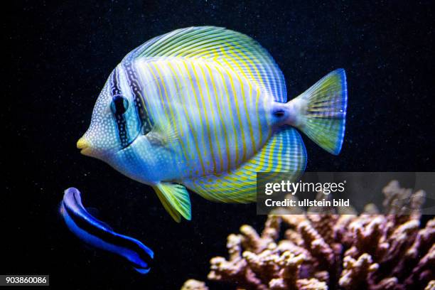Doktorfisch, Acanthurus coeruleus, einheimische Fische, Aquarium Eden Island, Mahè, Seychellen