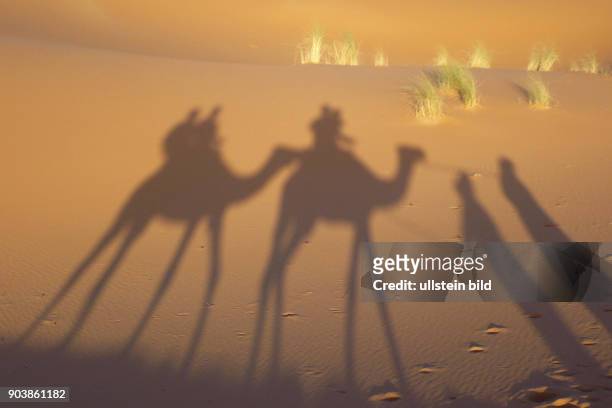 Nordafrika, MAR, Marokko, Erg Chebbi .Suedoestlich von Erfoud erstrecken sich bei der kleinen Oase Merzouga die groessten und hoechsten Sandduenen...