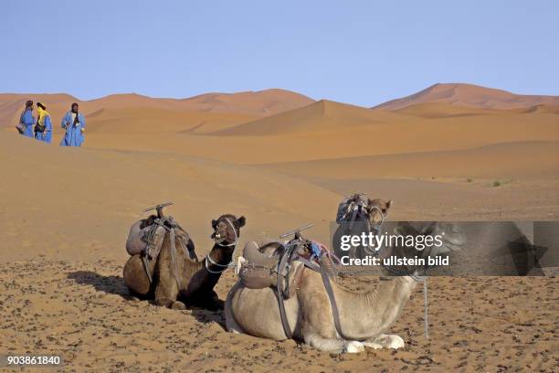 Nordafrika, MAR, Marokko, Erg Chebbi .Suedoestlich von Erfoud erstrecken sich bei der kleinen Oase Merzouga die groessten und hoechsten Sandduenen...