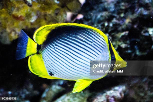 Rippen-Falter-Fisch, Melon Butterflyfish, Chaetodon trifasciatus, einheimische Fische, Aquarium Eden Island, Mahè, Seychellen