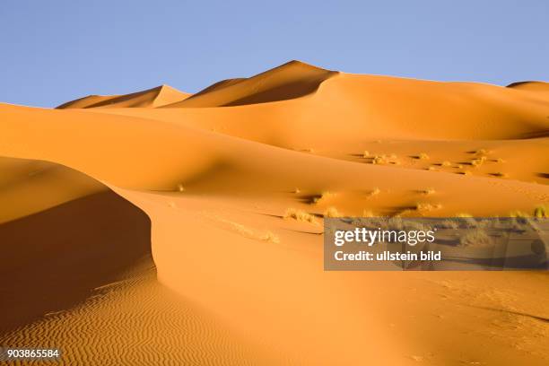 Nordafrika, MAR, Marokko, Erg Chebbi .Suedoestlich von Erfoud erstrecken sich bei der kleinen Oase Merzouga die groessten und hoechsten Sandduenen...