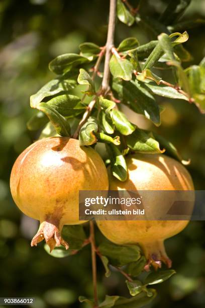 Nordafrika, MAR, Marokko, Granataepfel am Baum, Der Granatapfel oder Grenadine (Punica granatum wird als Obst gegessen. Die Bezeichnung des...